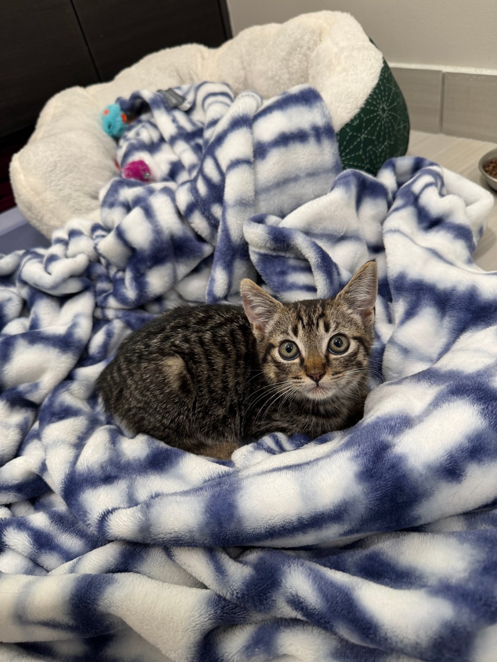 The Story of&nbsp;Julius